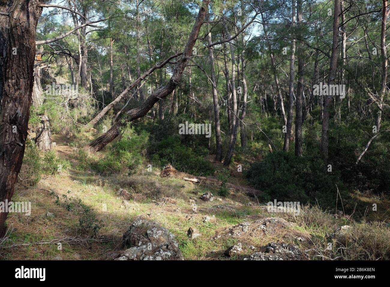 Le sentier pédestre des contreforts entre les pins de montagne va loin à la forêt verte de conifères le jour d'été vue avant horizontale Banque D'Images