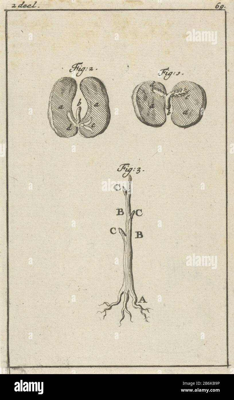 Trois représentations concernant la germination des graines Post links - et droit marqué: 2 part - 69. Fabricant : printmaker Jan Luyken Editeur: Jan Claesz dix Hoor Lieu de fabrication: Amsterdam Date: 1684 Caractéristiques physiques: Matière de gravure: Technique du papier: Dimensions de gravure: Feuille: H 129 mm × W 81 mmToelielichtingillustratie inclus dans: Blankaart, Steven . Précision float vers le bas de l'estomac et déchirures-des selfs crises. Amsterdam: Jan Claesz À Hoorn, 1684. Objet: Approvisionnement en semences et juridique Banque D'Images