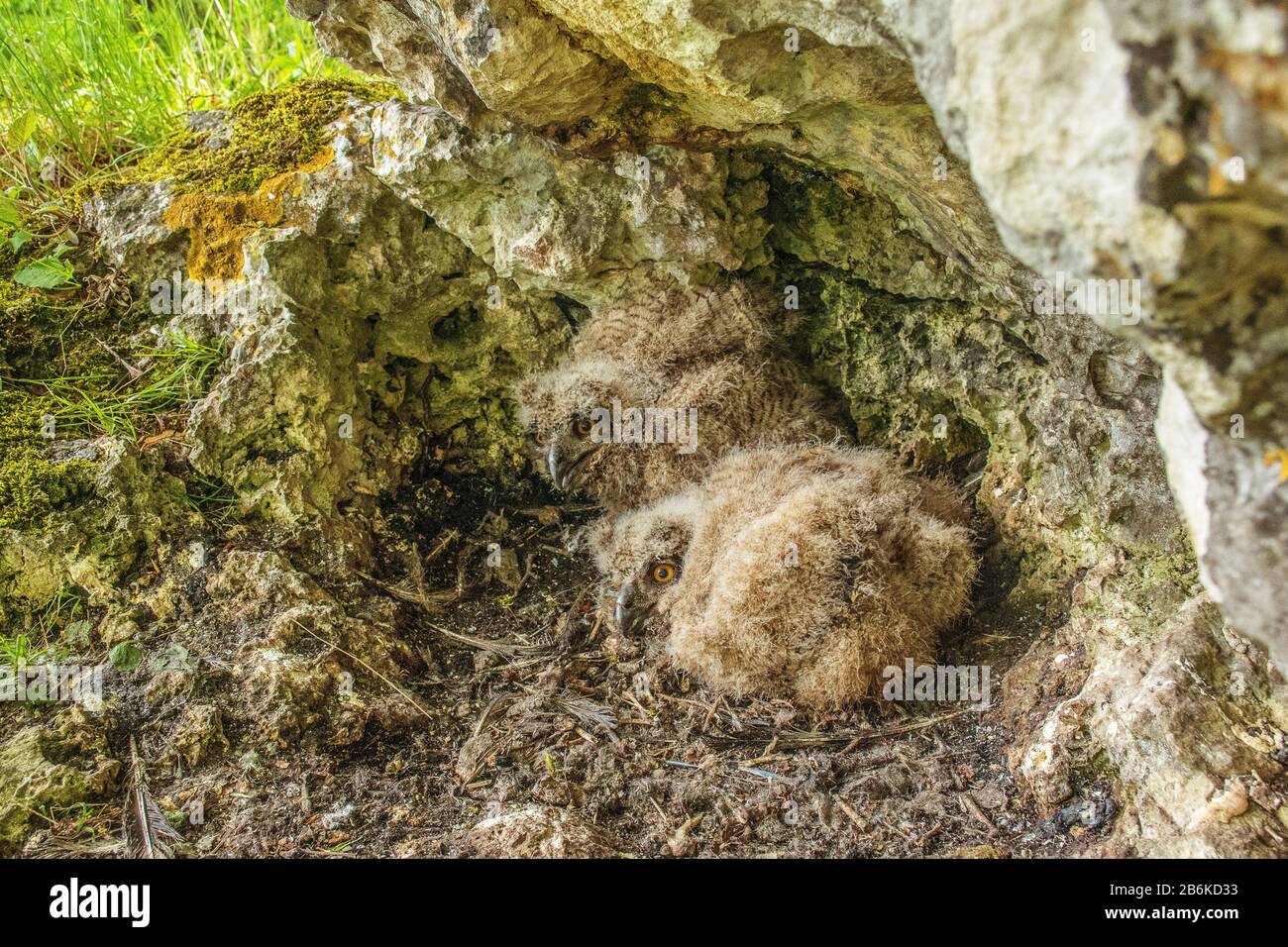 Chouette aigle du Nord (Bubo bubo), jeunes oiseaux dans un espace de nidification, Allemagne, Bade-Wuerttemberg Banque D'Images