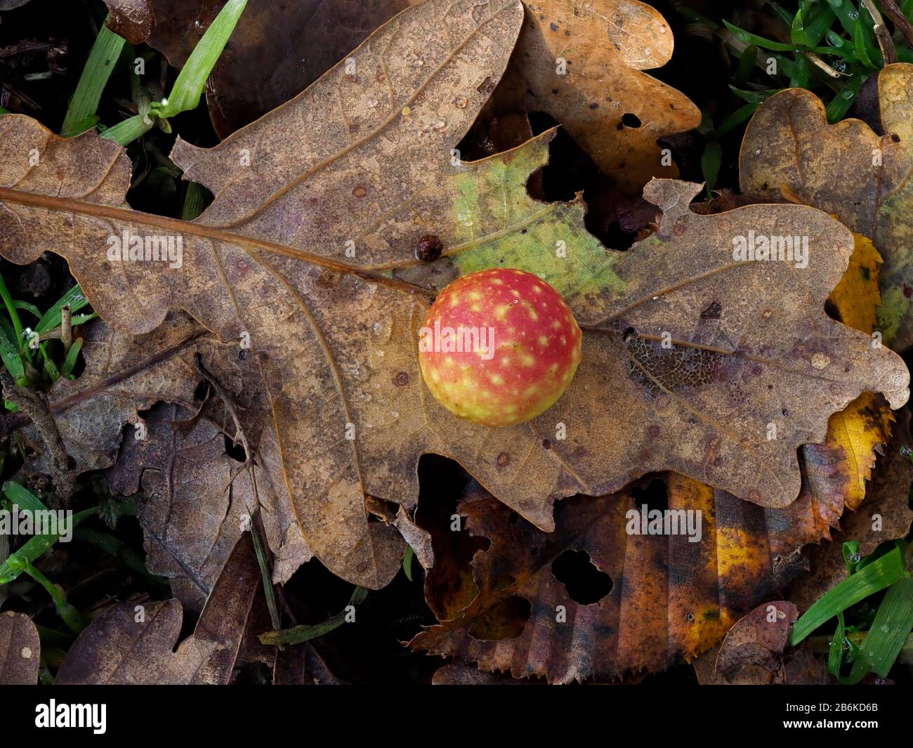 Chêne marbre Gall Wasp, Andicus kolari, sur la feuille au sol forestier, Dering Woods, Kent UK, image empilée Banque D'Images