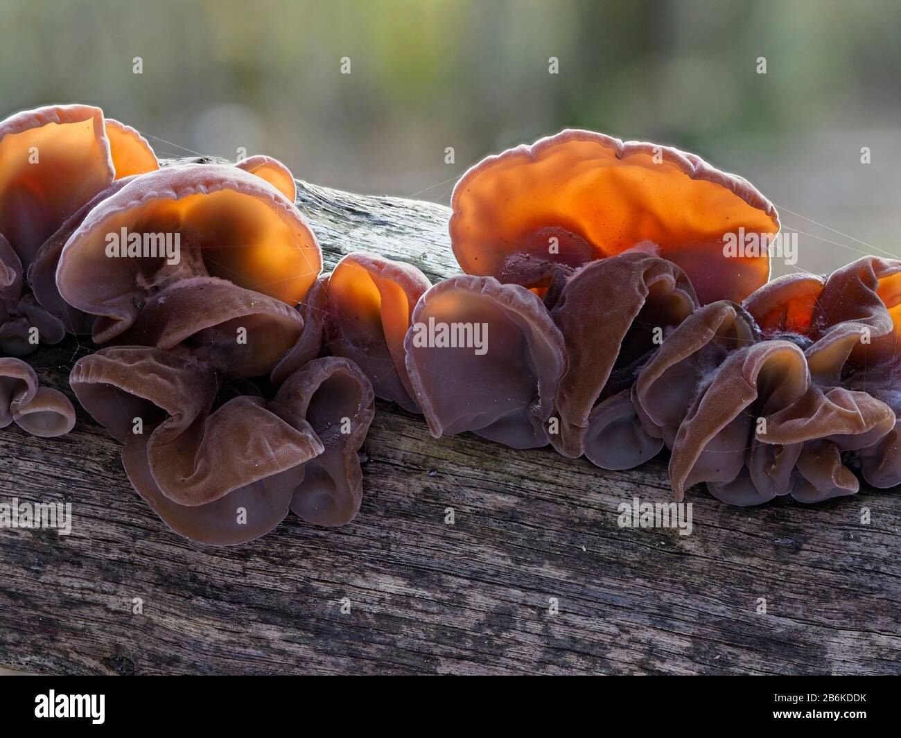 Ear de Juif ou Ear de gelée Champignons, Auricularia auricula-judae, Dering Woods, Kent UK, image empilée, contre-jour Banque D'Images