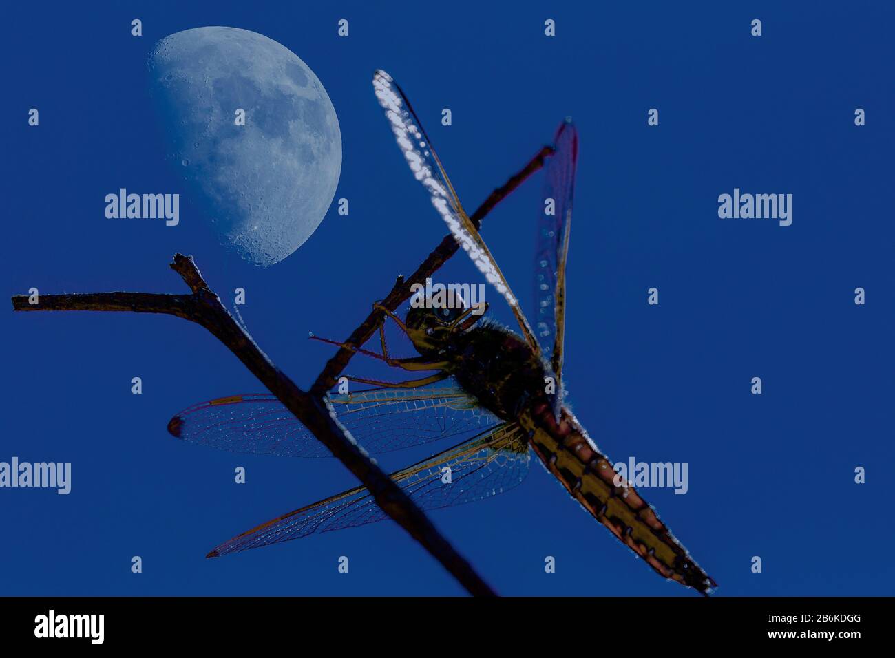 Orthetrums (Orthetrum spec.), passer la nuit à une brindille, cirer la lune en arrière-plan, Allemagne, Bavière, Niederbayern, Basse-Bavière Banque D'Images