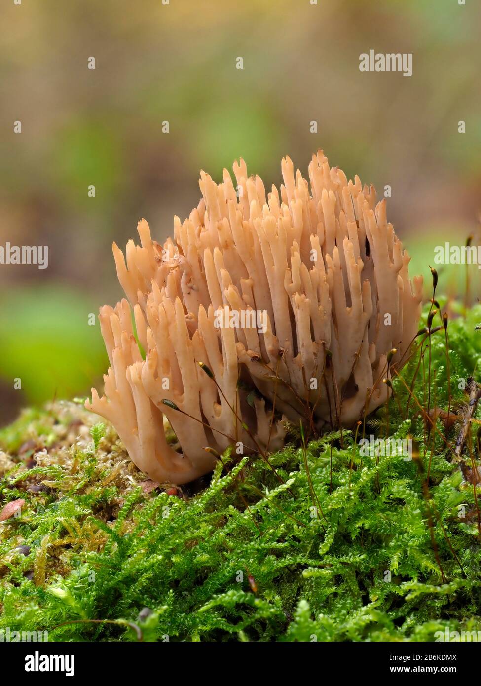 Champignons cordroits de corail, Ramaria stricta, Dering Woods, Kent UK, image empilée Banque D'Images