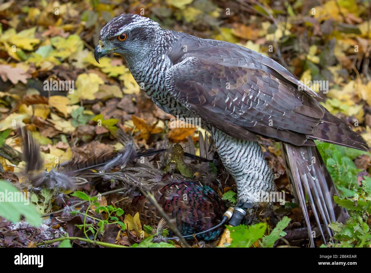 Faucon du Nord (Accipiter gentilis), perché sur un terrain forestier avec un faisan préteint, fauconnerie, Allemagne, Bavière, Niederbayern, Basse-Bavière Banque D'Images