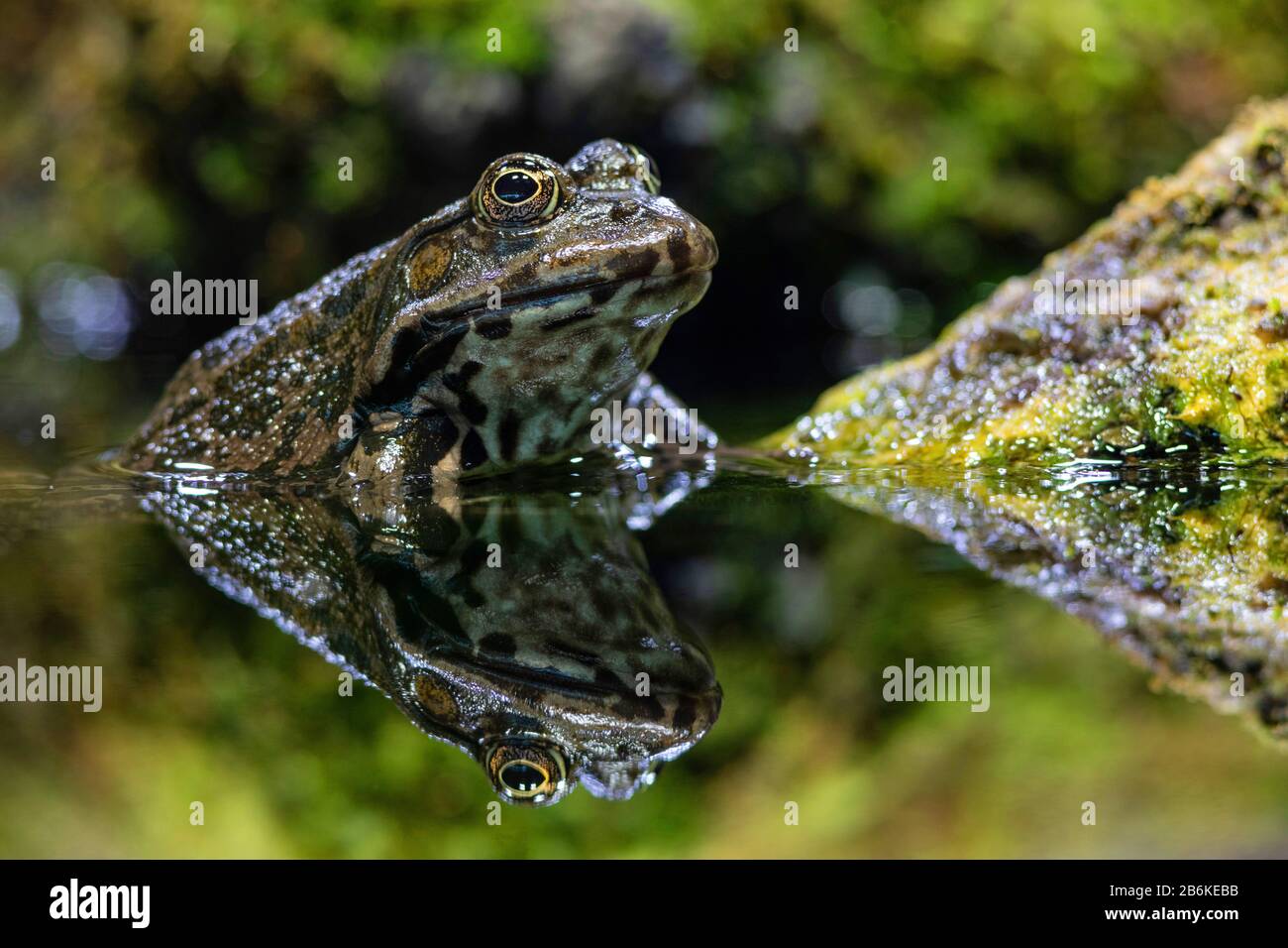 Marsh frog, grenouille de lac (Rana ridibunda, Pélophylax ridibundus), se trouve dans des eaux peu profondes et miroir, vue latérale, Allemagne, Bavière Banque D'Images