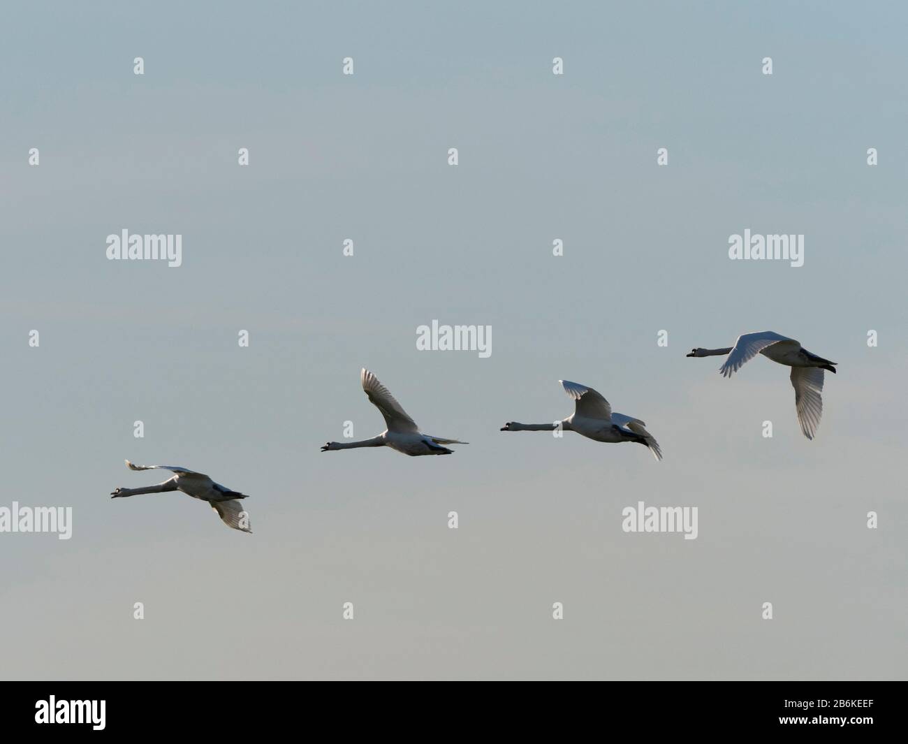 Mute Swans, Cygnus olor, groupe en vol, Elmley nature Reserve, Kent UK Banque D'Images