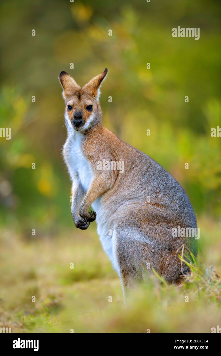 Wallaby à col rouge, Bennett's Wallaby (Macropus rufogriseus, Valabia rufogrisea), assis dans un pré, Australie Banque D'Images