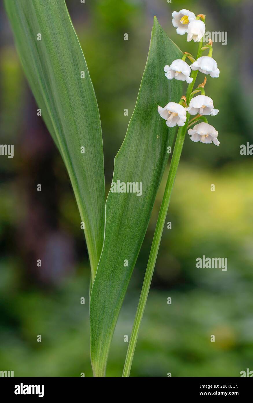 European le muguet (Convallaria majalis), la floraison, l'Allemagne, la Bavière Banque D'Images