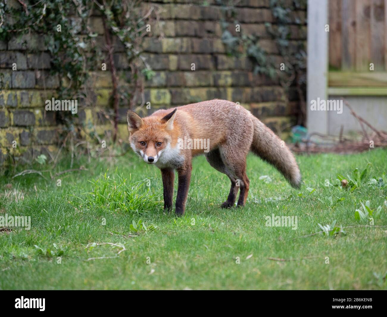 Fox, Vulpes vulpes, dans le jardin, KENT UK Banque D'Images