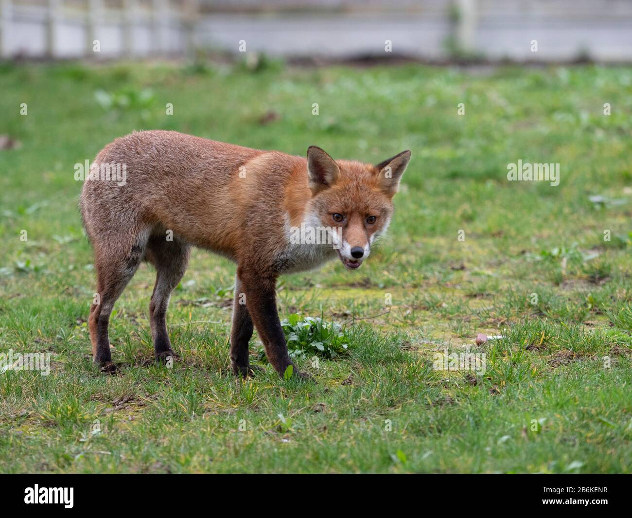 Fox, Vulpes vulpes, dans le jardin, KENT UK Banque D'Images