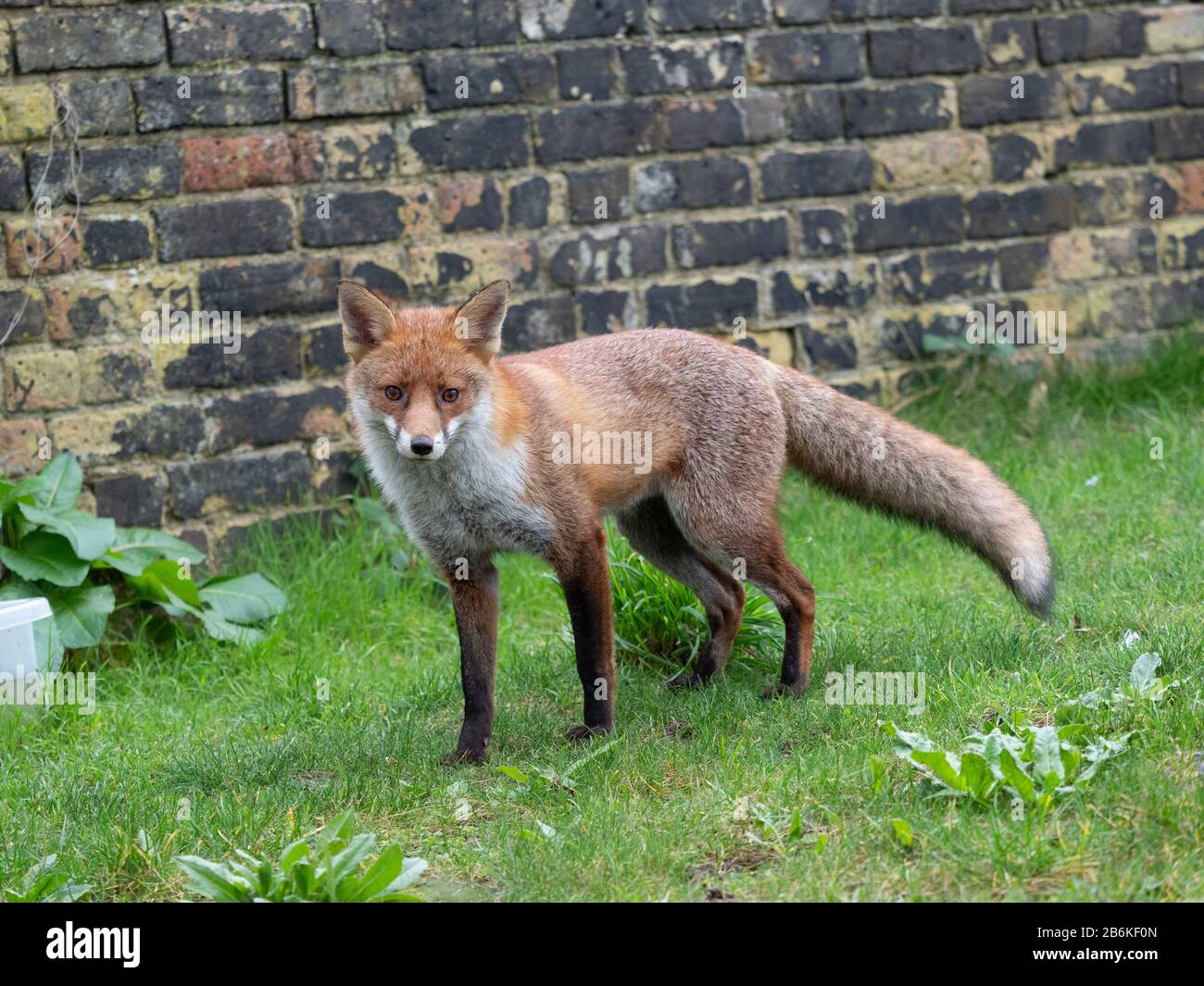 Fox, Vulpes vulpes, dans le jardin, KENT UK Banque D'Images