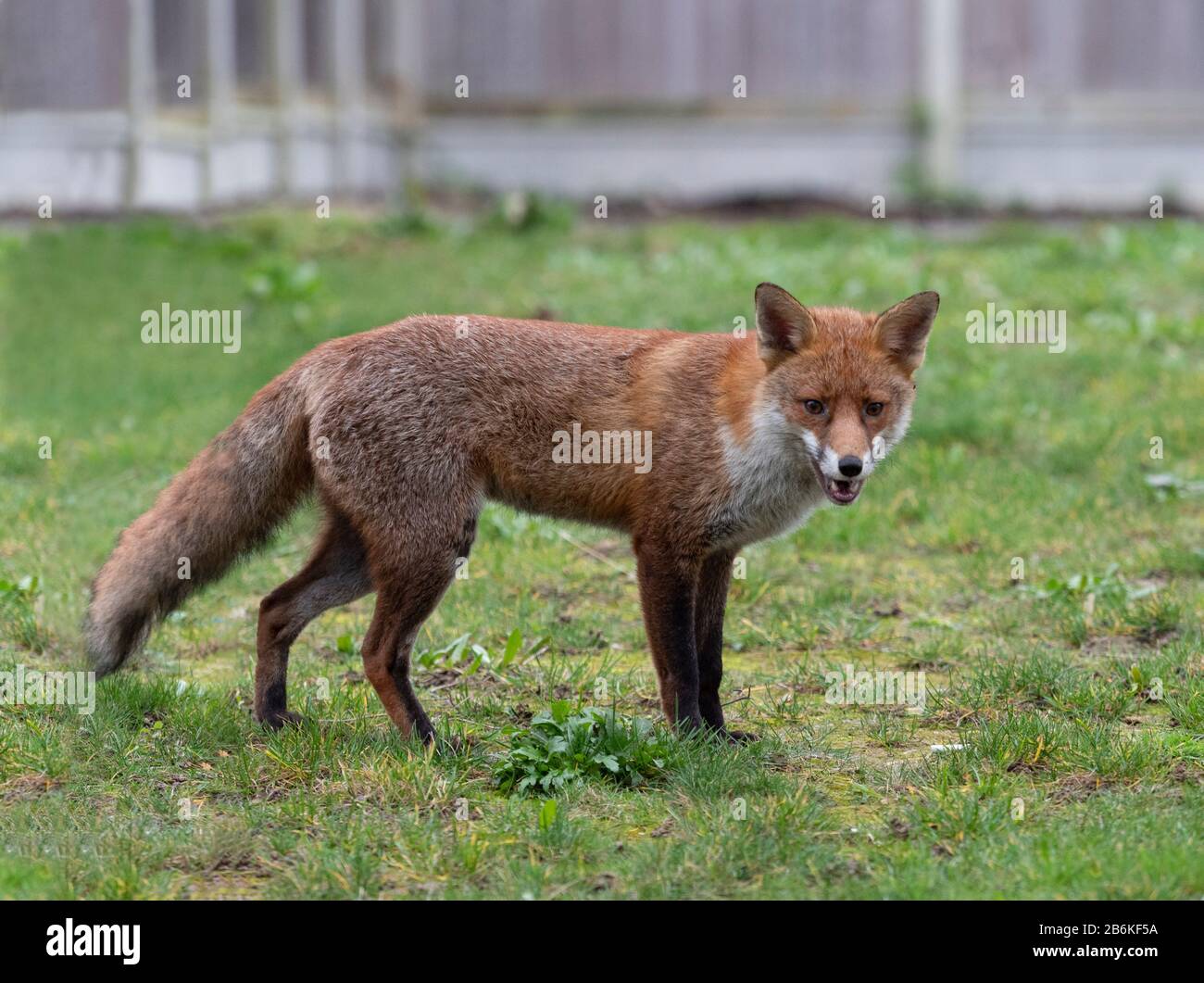 Fox, Vulpes vulpes, dans le jardin, KENT UK Banque D'Images