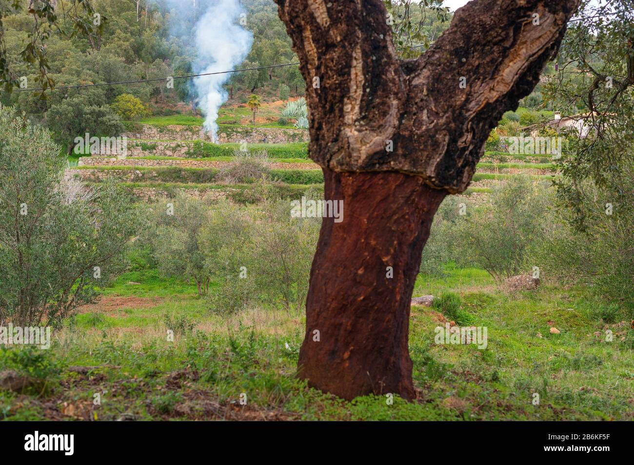 Chêne de Cork (Quercus suber), chêne de liège à la Serra de Monchique, fumée d'un feu de jardin, Portugal, Algarve Banque D'Images