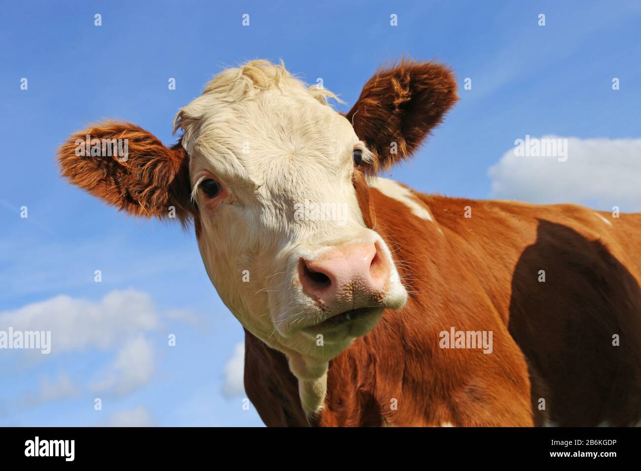 Gros plan d'une vache laitière Banque D'Images