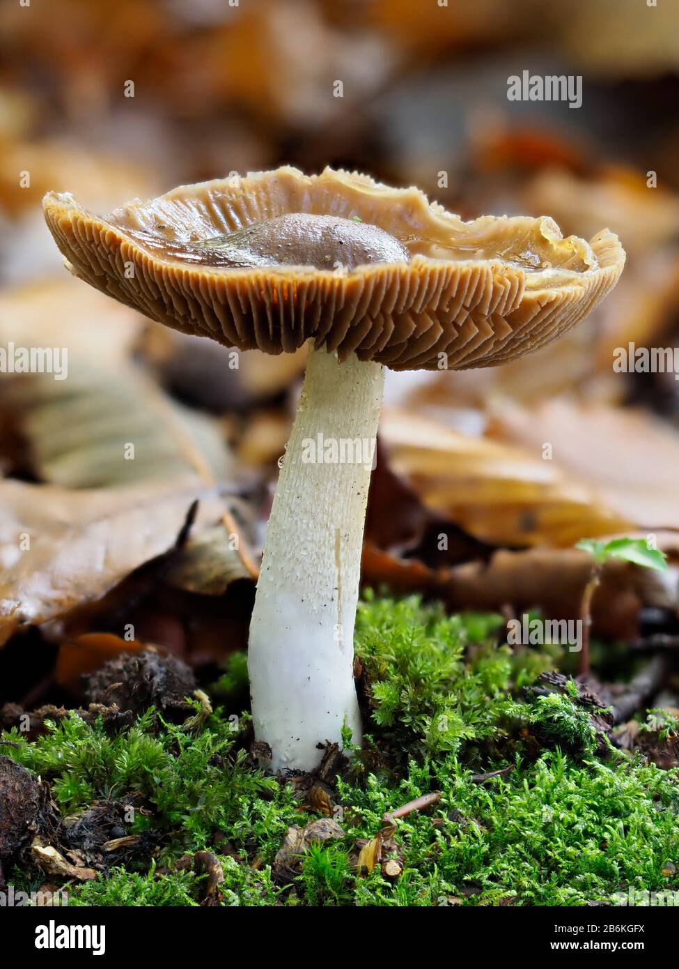 Beurk Cap, Rhodocollybia butyracea, West Blean Woodlands, KENT UK, priorité empilée Banque D'Images