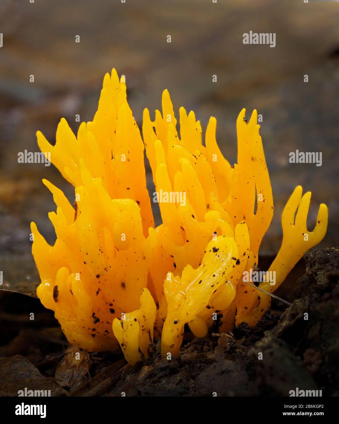 Stagshorn jaune, Calocera viscosa, West Blean Woodlands, KENT UK, priorité empilée Banque D'Images