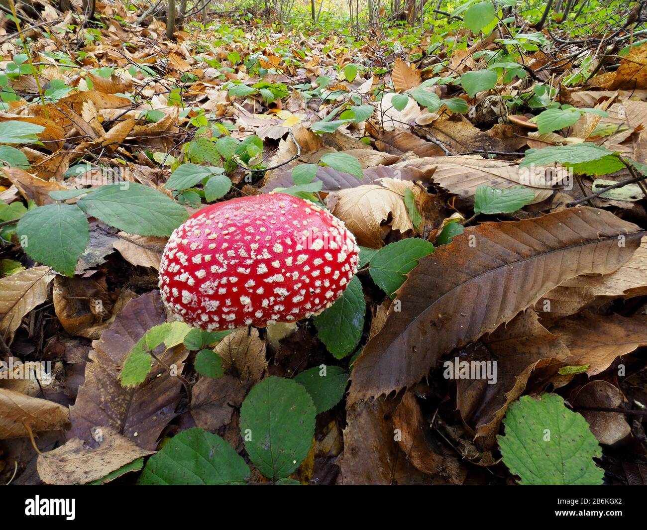 Fly Agaric, Amanita muscaria, West Blean Woodlands, KENT UK, mise au point empilée, vue grand angle Banque D'Images