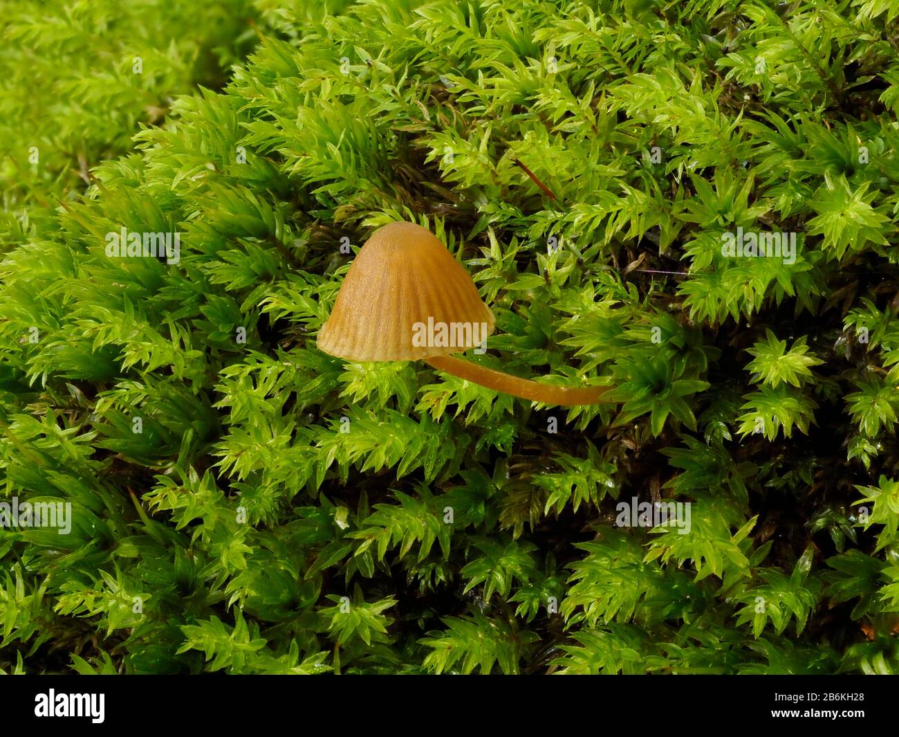 Champignons bonnet, Mycena sp., champignons mycena uniques sur mousse, West Blean Woodlands, KENT UK, priorité empilée Banque D'Images