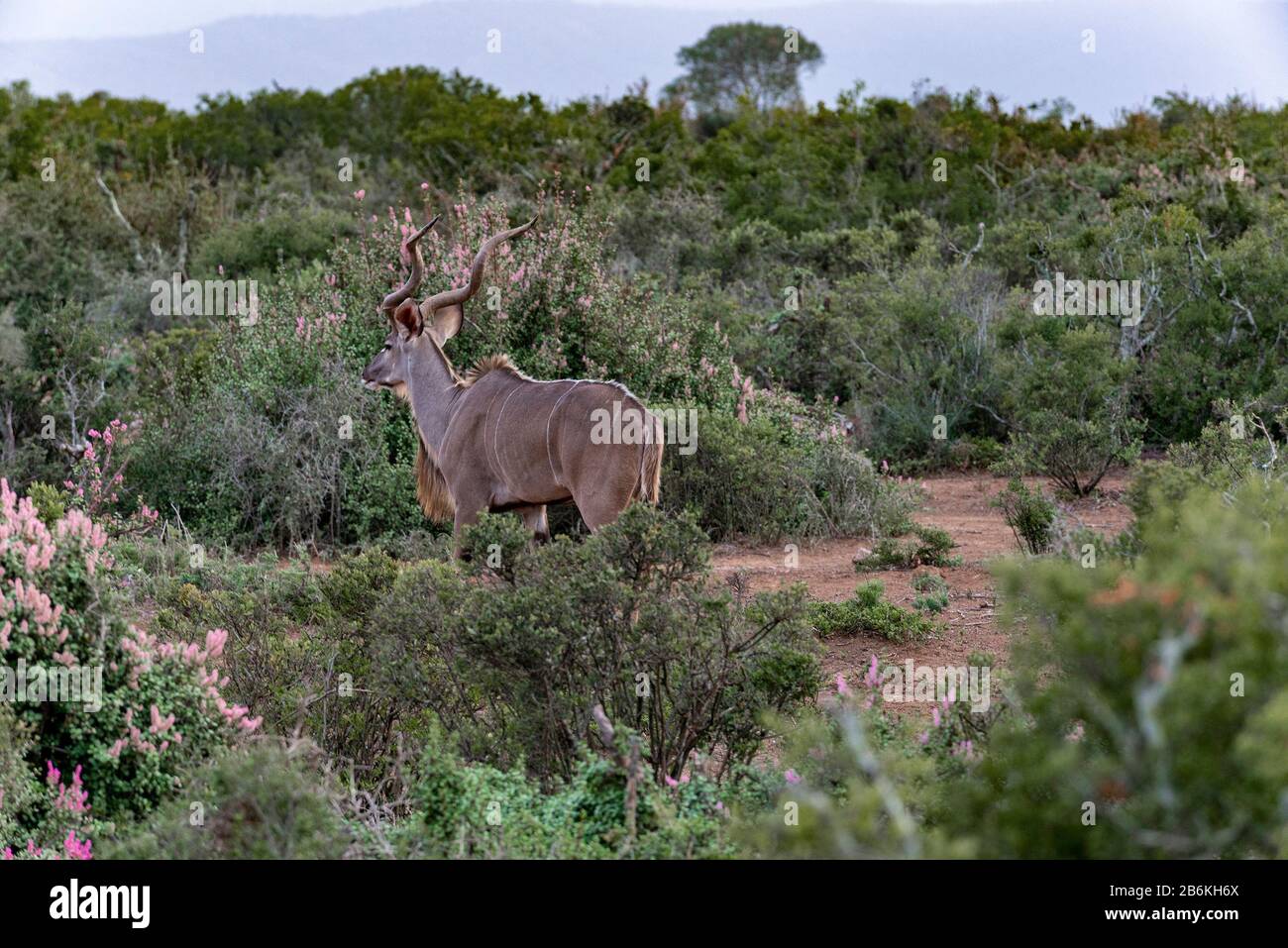 Homme Grand Kudu debout dans le bush avec Spekboom en fleur au parc national Addo Elephant, Cap oriental, Afrique du Sud Banque D'Images