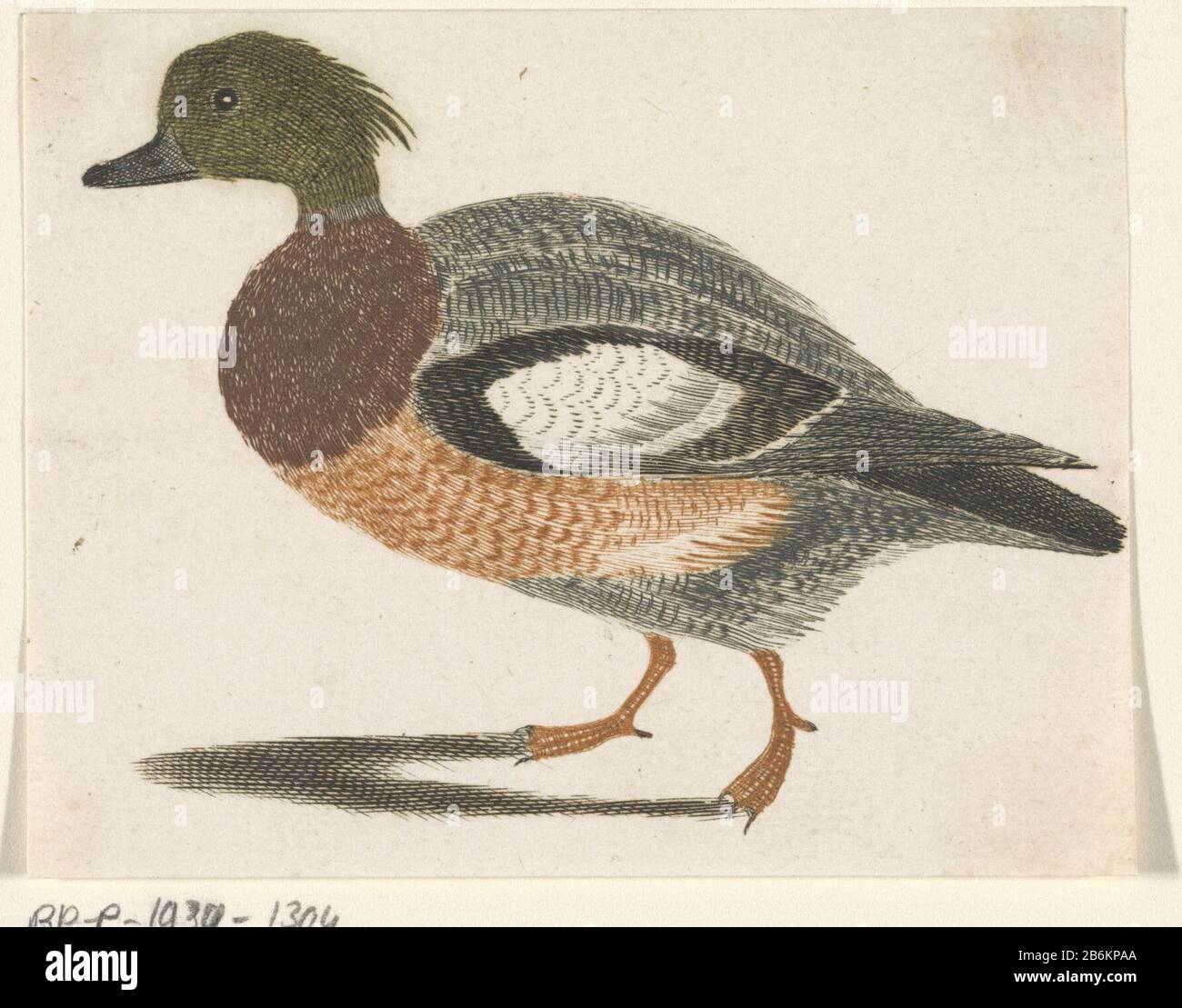 Duck left Duck left type d'objet: Photo Numéro d'article: RP-P-1939-1394 Fabricant : printmaker: Supervision anonyme Johan Teylerstraat Lieu de fabrication: Pays-Bas Date: 1688 - 1698 Caractéristiques physiques: Voiture à la poupée en vert, marron, orange et noir: Papier: Technique A (impression) / à la poupée / couleur dimensions:::: H 85 mm × W 108 mm Objet: Oiseaux-d'eau: Canard Banque D'Images
