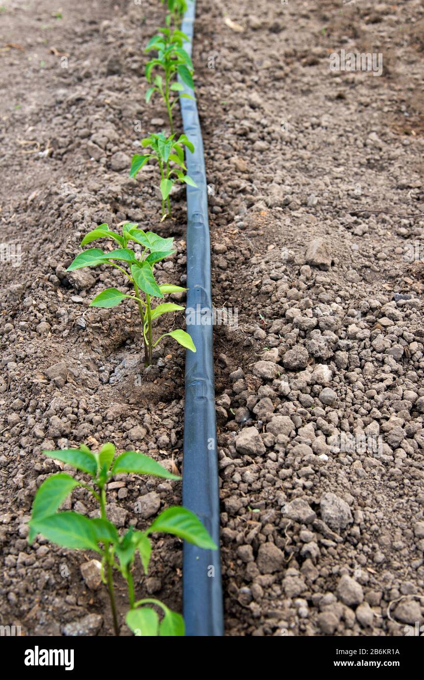 serre avec plantes de poivre biologique et système d'irrigation goutte à goutte - point sélectif Banque D'Images