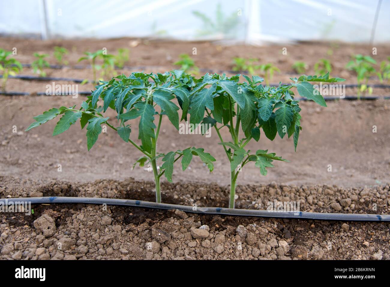 serre avec les plantes de tomates biologiques et système d'irrigation  goutte à goutte - point sélectif Photo Stock - Alamy