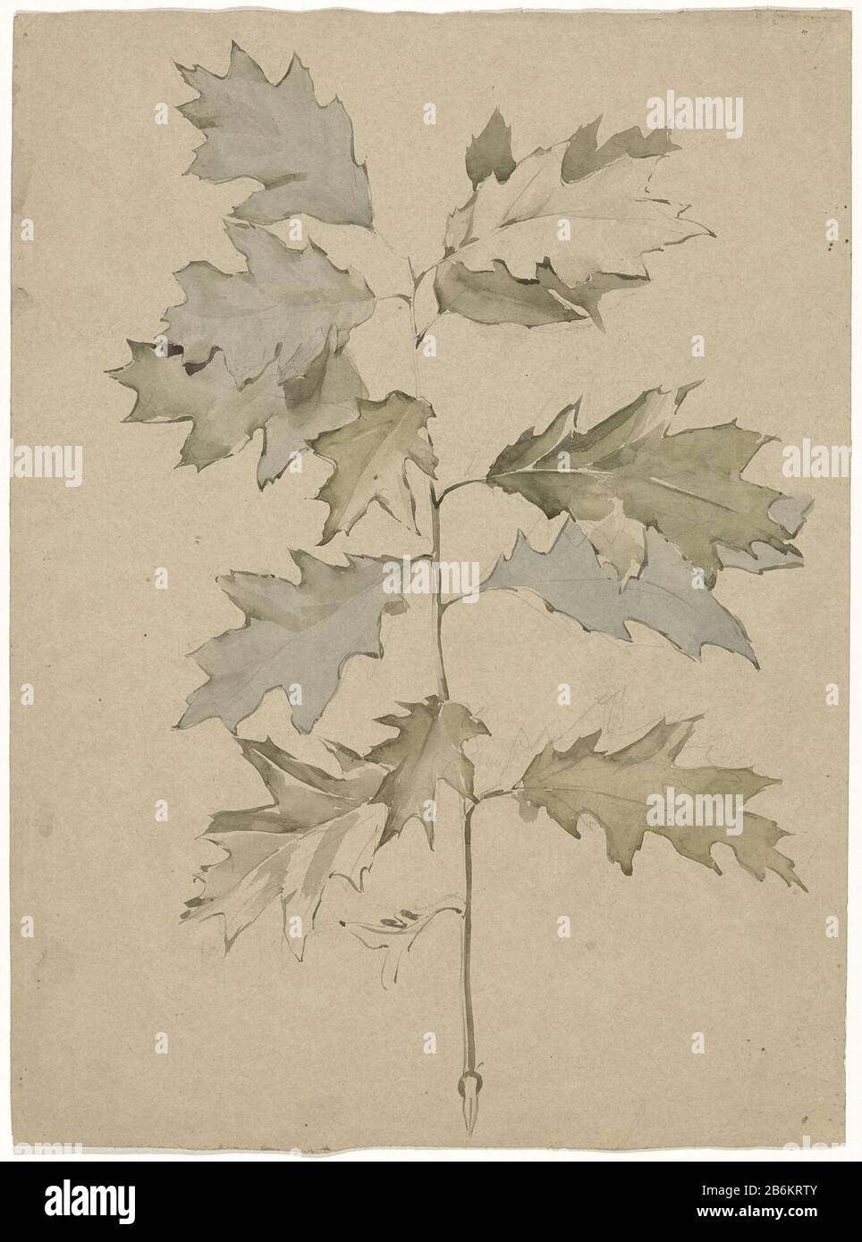 Chêne brindig avec feuilles chêne brindig avec feuilles Type d'objet: Dessin aquarelle Numéro d'article: RP-T 1944-193 Fabricant : artiste: Antoon Derk Inder Date: 1869 - 1925 Caractéristiques physiques: Crayon, pinceau dans les couleurs en aquarelle matériaux: Papier crayon aquarelle technique: Pinceau dimensions: H 440 mm × W 323 mm Sujet: Arbres: chêne (+ branche, bâton) Banque D'Images