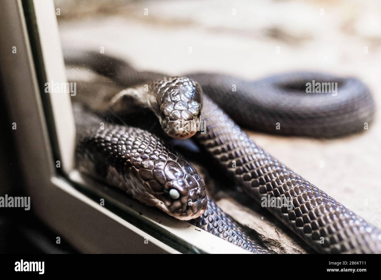 Deux serpents noirs dans le zoo Banque D'Images