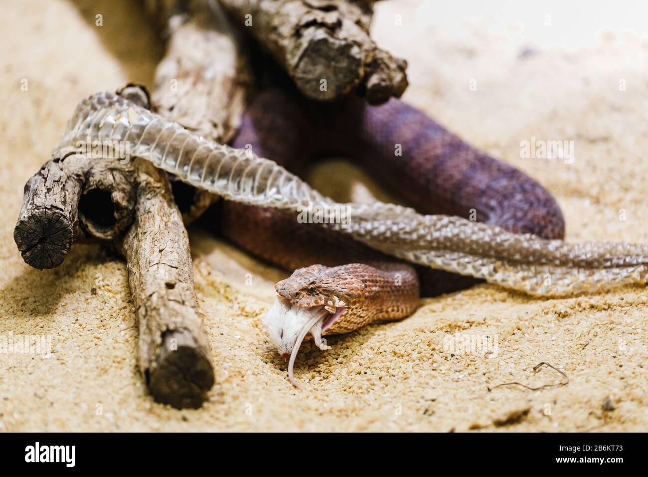 Additionneur de mort commune australienne ou acanthophis antarcticus mangeant le rat blanc Banque D'Images