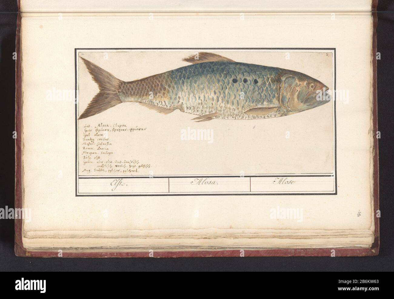 Elft (Alosa alosa) Elft Alosa Alose (objet op) Elft. Numéroté en haut à droite : 5. Laissé Appelé en dix langues. Partie du sixième album avec des dessins de poissons, coquillages et insectes. Sixième douze albums avec des dessins d'animaux, d'oiseaux et de plantes sont connus autour de 1600, commandés par l'empereur Rudolf II Avec Notes en néerlandais, latin et Frans. Fabricant : artiste: Anselm Boëtius The Boodt artiste: Elias Verhulst Lieu de fabrication: Artiste: Prague artiste: Delft Dating: 1596 - 1610 Caractéristiques physiques: Pinceau en aquarelle et couleur du corps en crayon et craie noire, peinture argentée et peinture or, h Banque D'Images