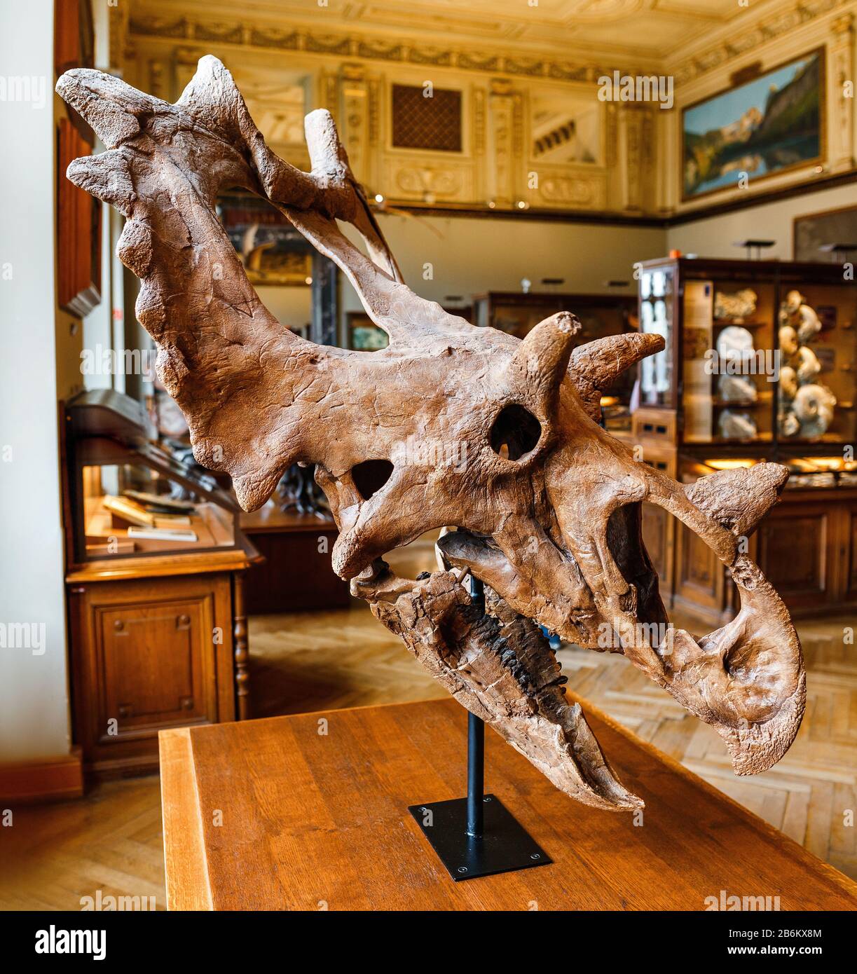 Tête De Mort Tricératops Dinosaure - Figurine Crâne Relief à Suspendre 19,5 Cm
