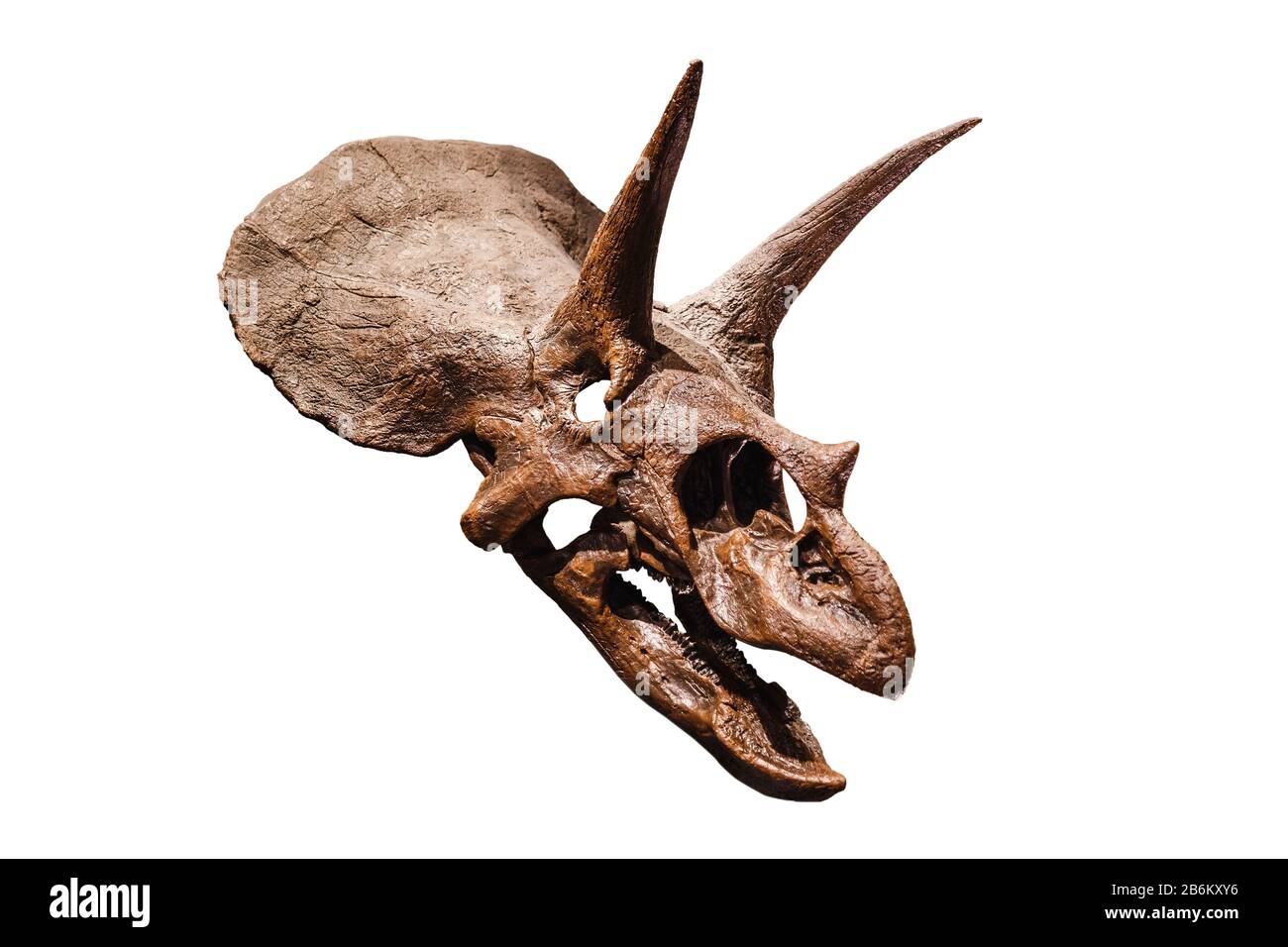 Triceratops crâne fossile de dinosaure isolé sur blanc Banque D'Images