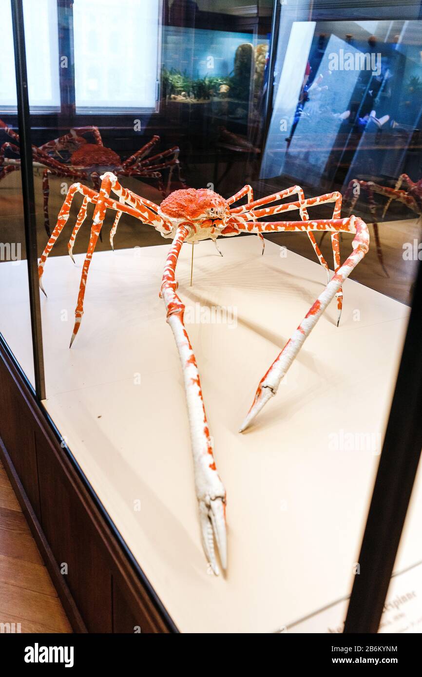 24 MARS 2017, VIENNE, MUSÉE D'HISTOIRE NATURELLE, AUTRICHE : crabe japonais géant Banque D'Images