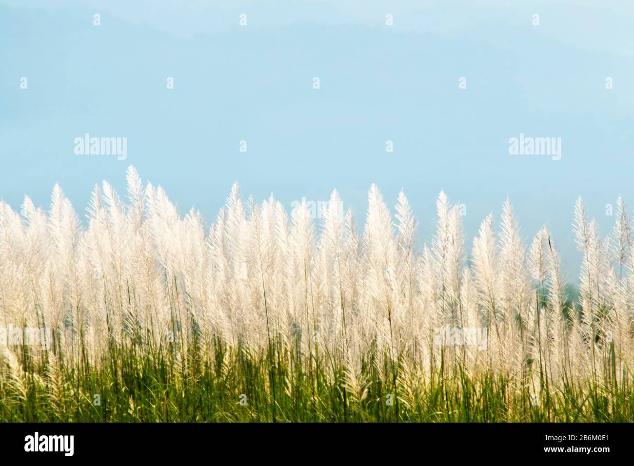Fleur sauvage douce blanche, Saccharum spontaneum sur fond bleu clair du ciel de l'après-midi Banque D'Images