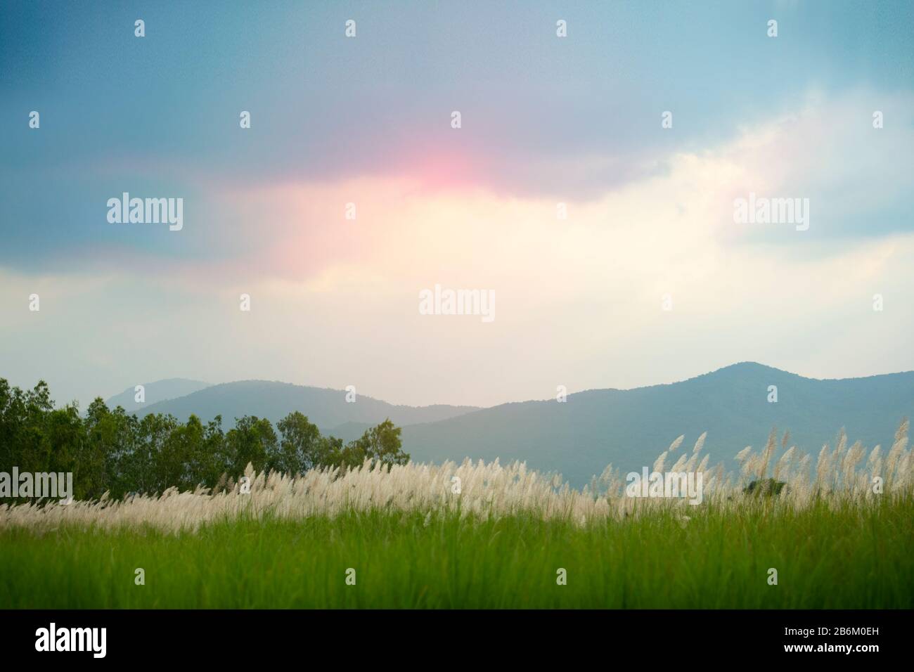 Saccharum spontaneum, fleur blanche et moelleuse au coucher du soleil dans la campagne, Thaïlande Banque D'Images