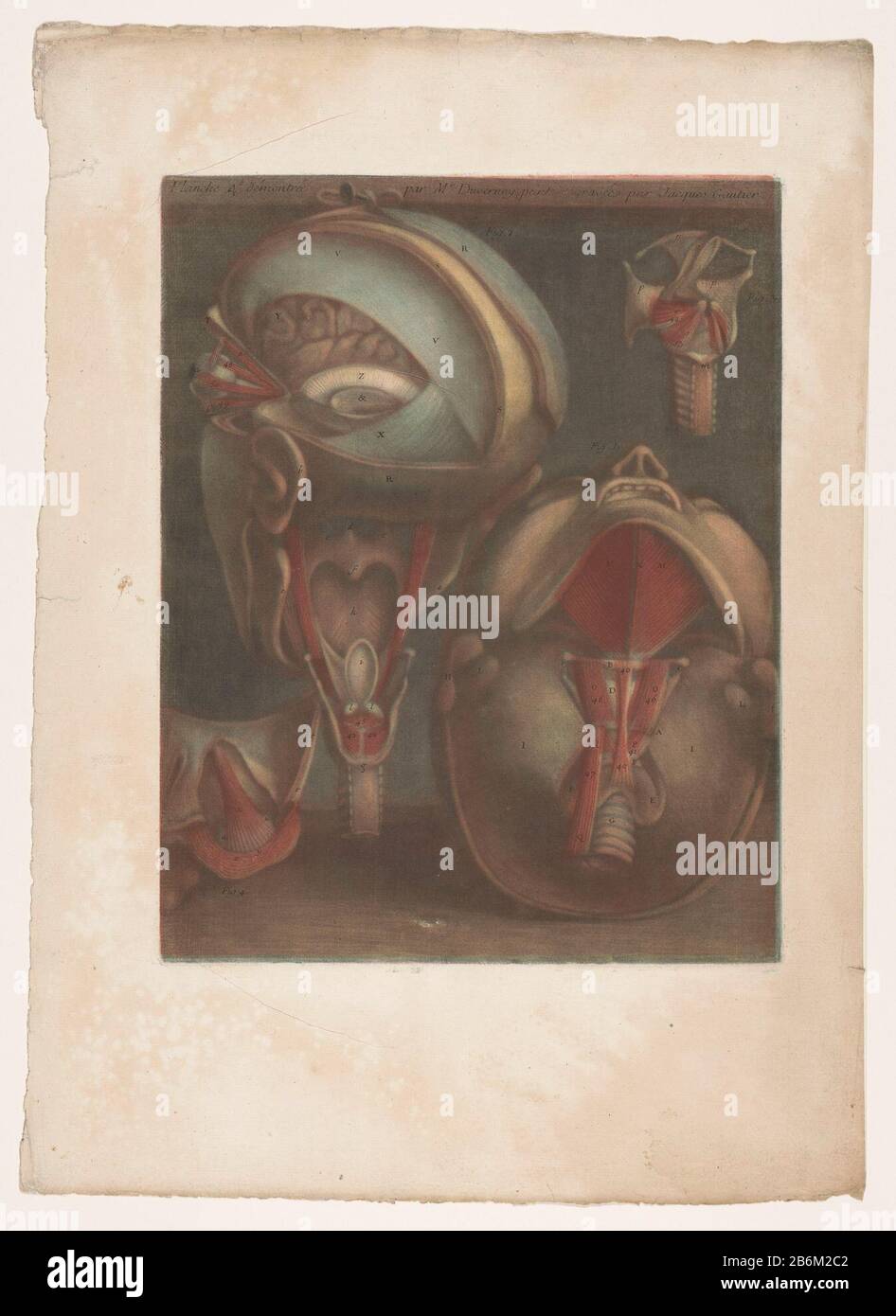 Deux tasses Où: Les veines peuvent être vues: Avec larynx et cordes vocales en détail. Fabricant : printemeur Jean-Baptiste Gautier Date: 1745 Caractéristiques physiques: Mezzotint matériau: Technique du papier: Dimensions de Mezzotint: H 440 mm × W 330 mm Objet: Modèle anatomique des veines, veine-homme Banque D'Images