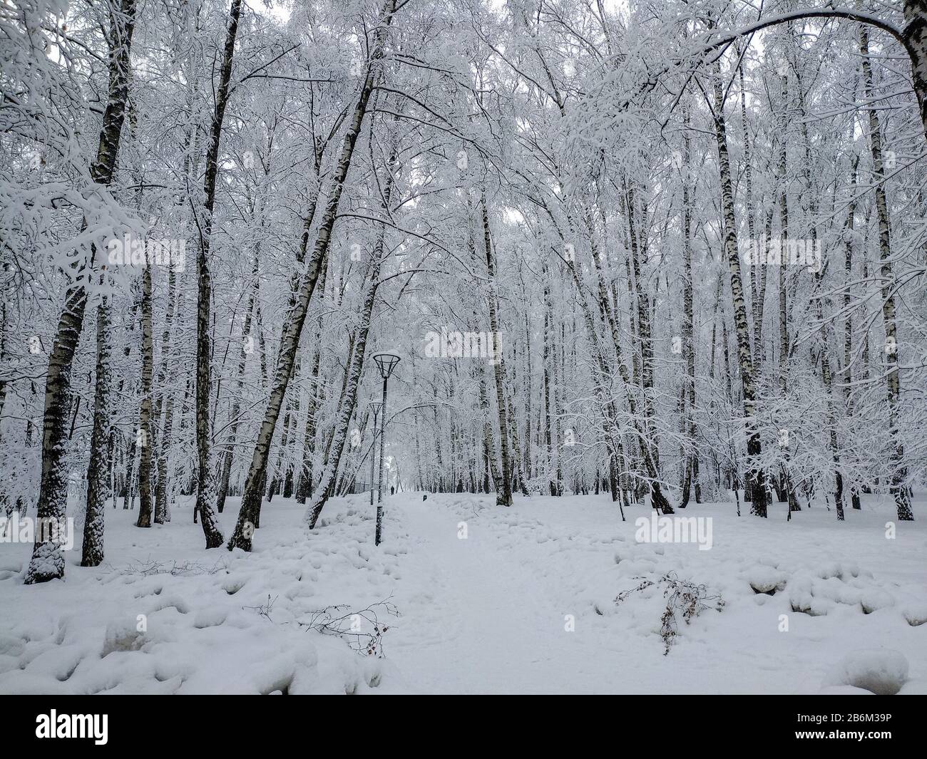 Paysage d'hiver avec les arbres et arbustes couverts de neige après une importante chute de neige Banque D'Images