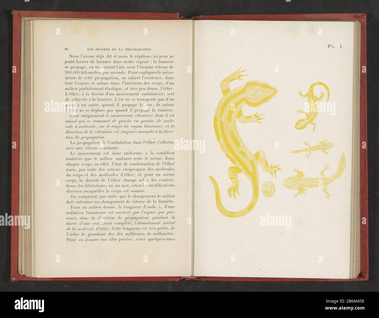 Evolutie van ei tot salamandre évolution de l'oeuf au salamandre type d'objet: Impression photomécanique Numéro d'objet: RP-F-2001-7-115-1 Inscriptions / marques: Nombre, recto, imprimé, 'Pl. I.' Fabricant : fabricant: Anonyme date: CA. 1890 - en avant ou en avant 1900 matériau: Technique du papier: Autotypique Dimensions: Photo: H 126 mm × W 115 mmToeliechtPrent en face de la page 88. Objet: Amphibiens avec Banque D'Images