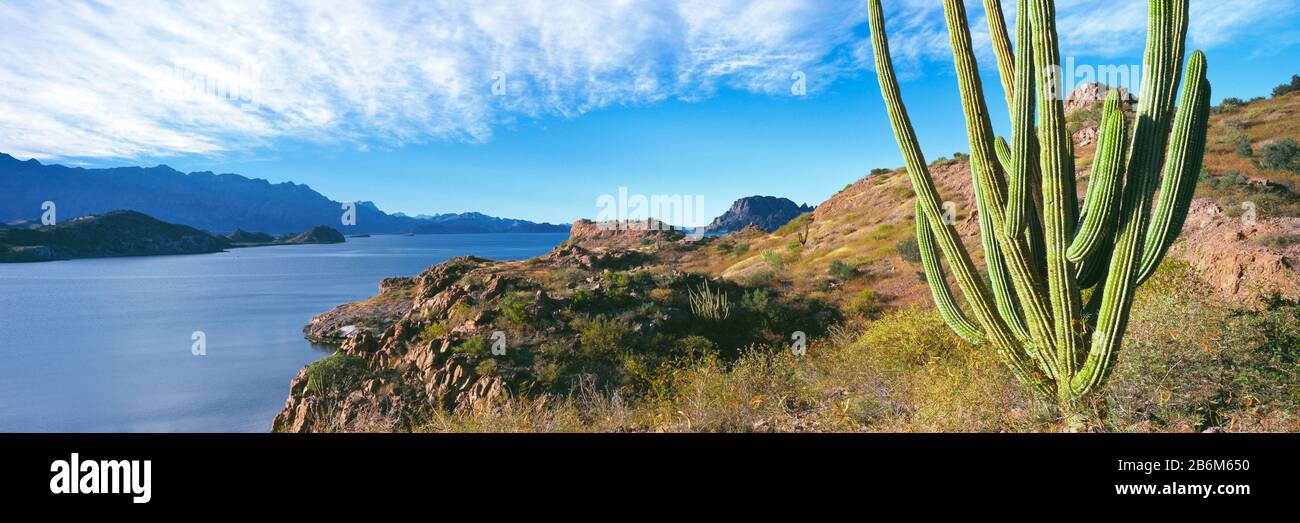 Cactus Cardon (Pachycereus pringlei) sur une colline sur la côte, Punta El Puertecito, îles de Loreto, Parc marin national de Loreto Bay, Baja California sur, Mexique Banque D'Images