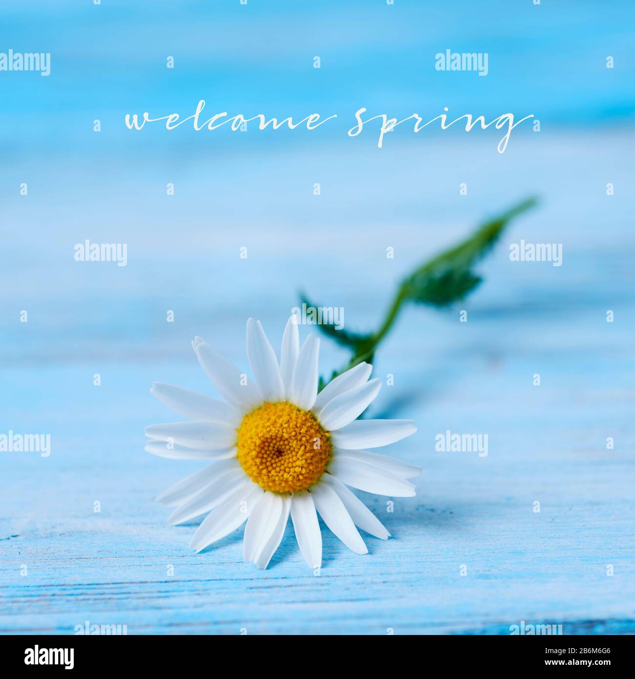 Gros Plan D Une Fleur De Marguerite Sur Une Surface Rustique En Bois Bleu Et Le Texte De Bienvenue Printemps Photo Stock Alamy Gros Plan D Une Fleur De Marguerite Sur Une Surface Rustique En Bois Bleu Et Le Texte De Bienvenue Printemps Photo Stock Alamy