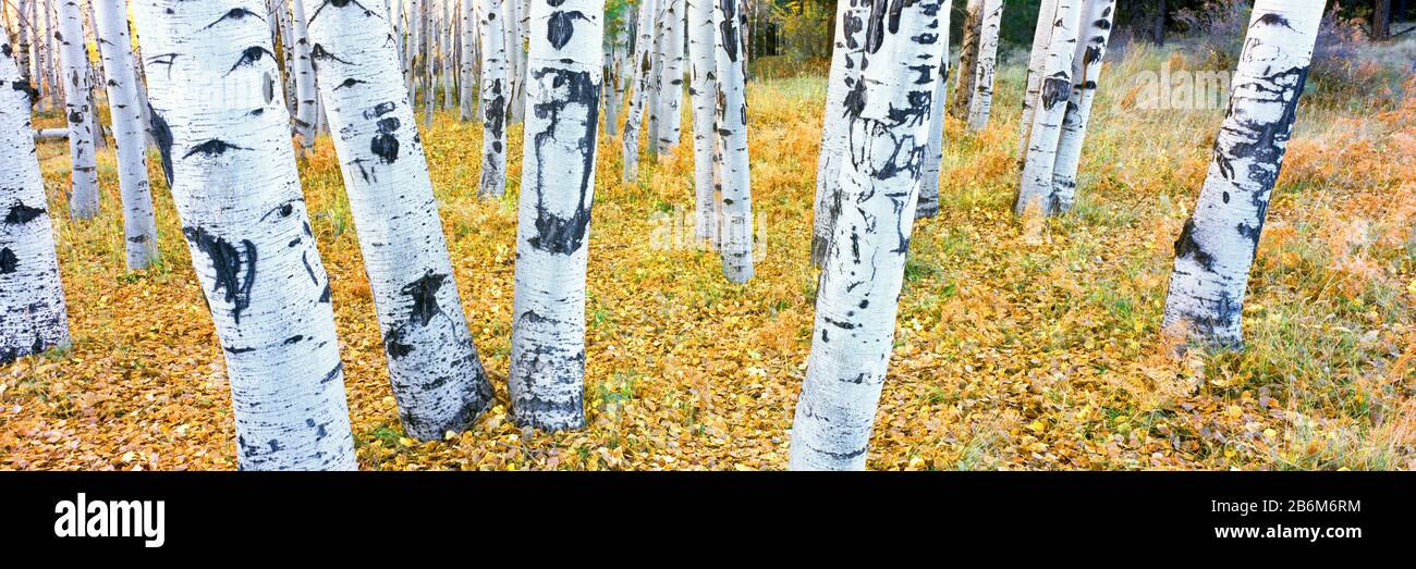 Aspen Trees in a grove, Hart Prairie, Coconino National Forest, Arizona, États-Unis Banque D'Images