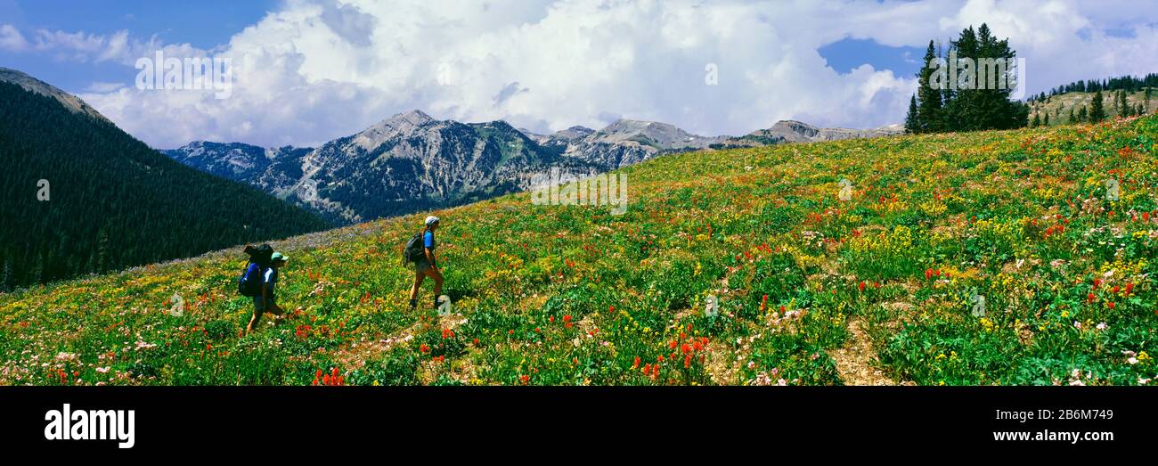 Randonneurs dans un pré, South Fork Granite Canyon, Grand Teton National Park, Wyoming, États-Unis Banque D'Images