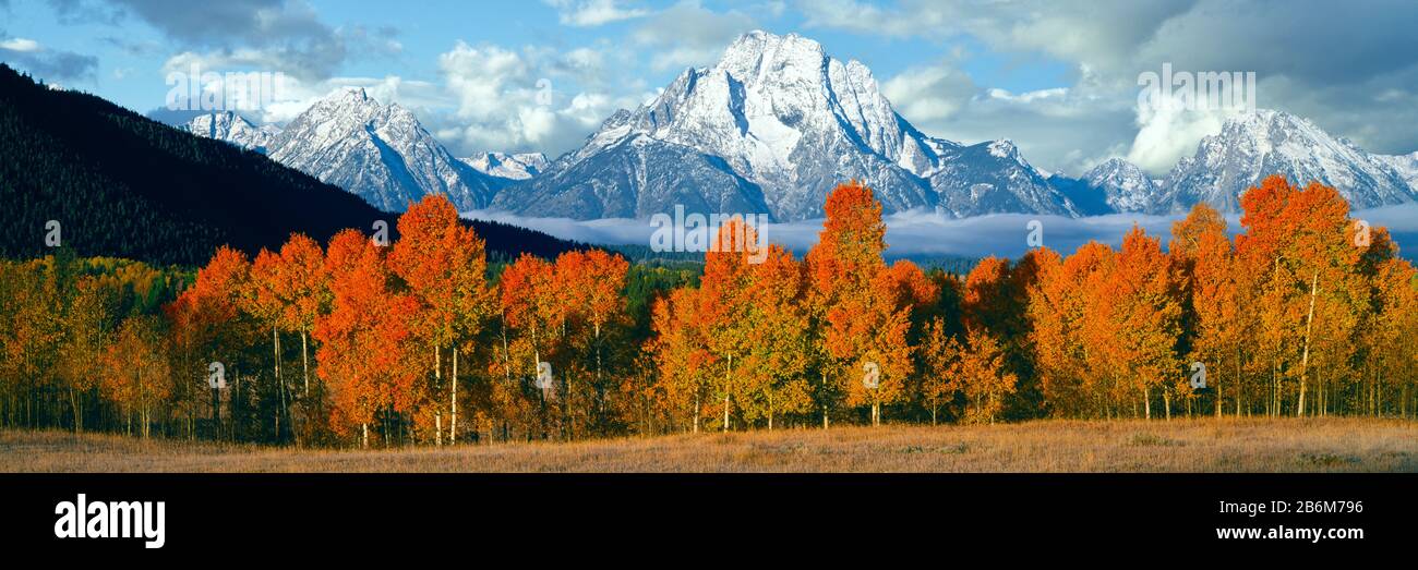 Arbres dans une forêt avec une chaîne de montagnes enneigée en arrière-plan, Teton Range, Oxbow Bend, Grand Teton National Park, Wyoming, États-Unis Banque D'Images