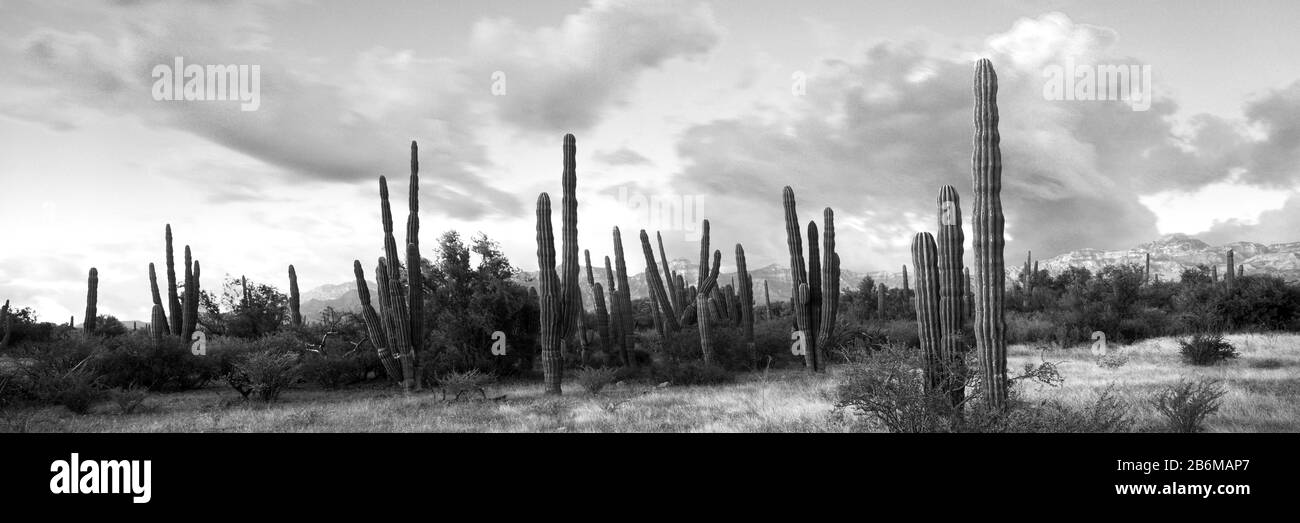 Les plantes de cactus Cardon dans une forêt, Loreto, Baja California sur, Mexique Banque D'Images