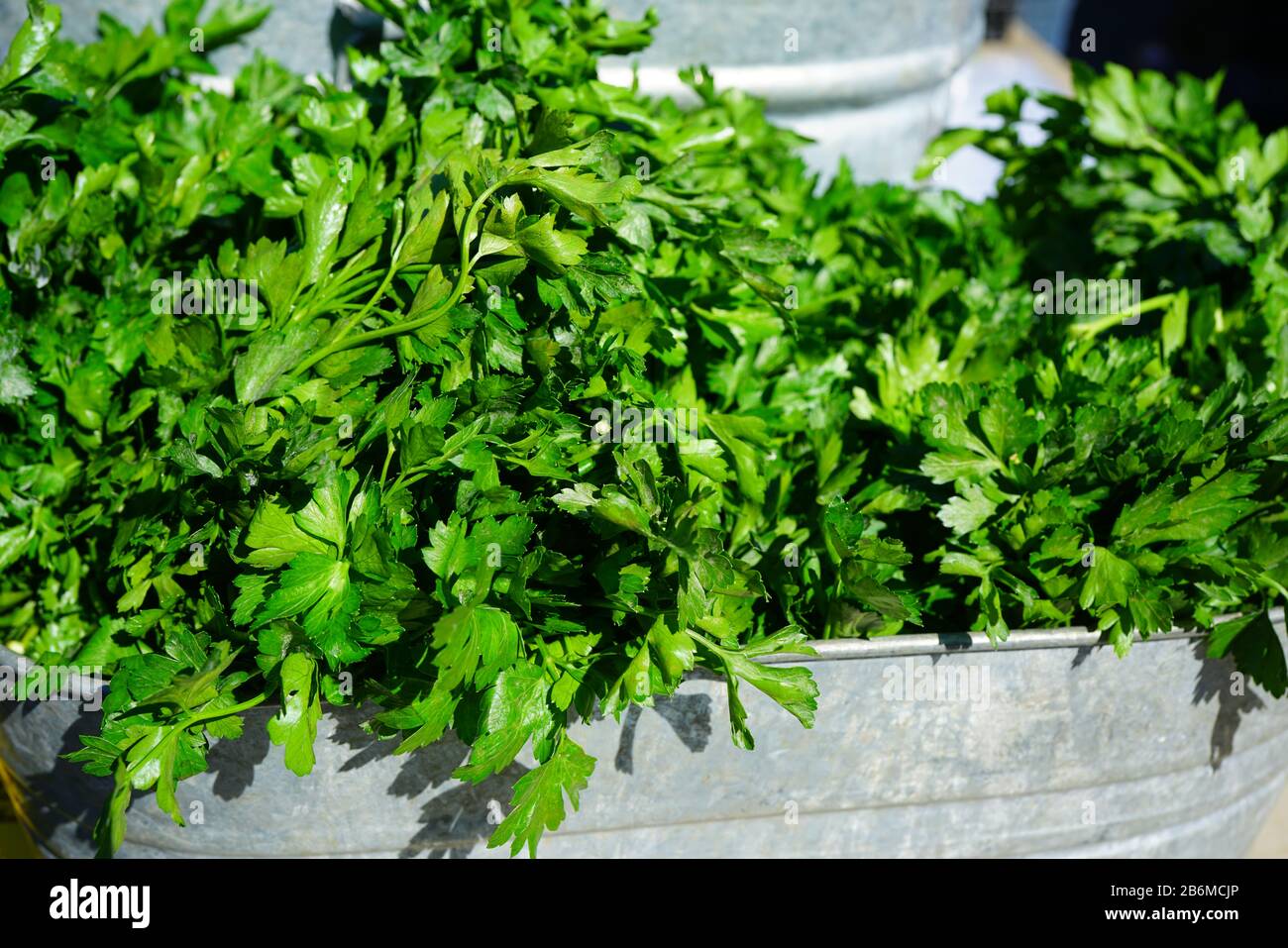 Persil plat vert frais sur le marché agricole Banque D'Images