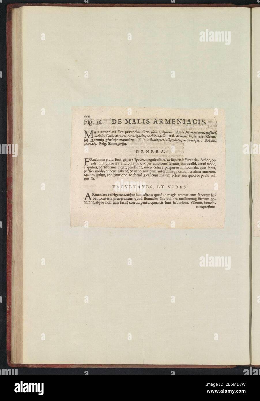 Fig. 56 'ne Mlais Armeniacis' dans de Boodts herbier van 1640 Fig. 56 'The Maliss Armeniacis' dans l'herbier de Boodts 1640 Type d'objet : Fiche de texte Numéro d'article: RP-T-BR-2017-1-12-62 (V) Description: Description avec référence À LA FIG. 56 à la p. 110: Anselmi Boëtii Boat I.C. Brugensis & Rodolphi II Imp. Roman. Un cubiculis médical Florum, Herbarum, ac fructus selectiorum icones, et vires pleraeque hactenus ignotæ. Partie de l'album avec des feuilles et des plaques de l'herbier Boodts de 1640. Les douze douzième albums d'aquarelles d'animaux, d'oiseaux et de plantes sont connus autour de 1600, commandés Banque D'Images