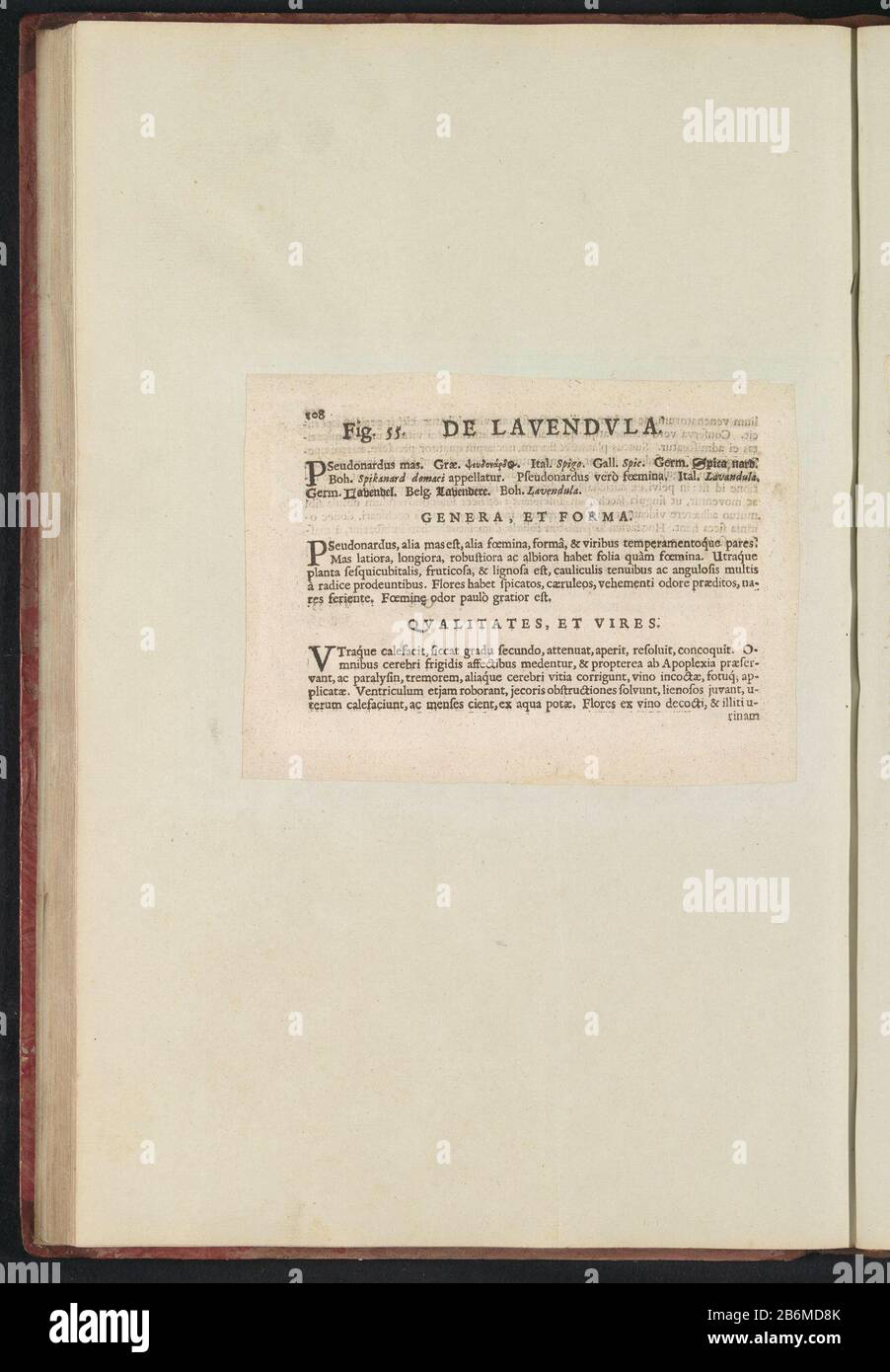 Fig. 55 'de Lavendvla' dans de Boodts herbier van 1640 Fig. 55 'The Lavendvla' dans l'herbier de Boodts 1640 Type d'objet : feuille de texte Numéro d'article: RP-T-BR-2017-1-12-61 (V) Description: Description avec référence À LA FIG. 55 à la p. 108 : Anselmi Boëtii The Boot I.C. Brugensis & Rodolphi II Imp. Roman. Un cubiculis médical Florum, Herbarum, ac fructus selectiorum icones, et vires pleraeque hactenus ignotæ. Partie de l'album avec des feuilles et des plaques de l'herbier Boodts de 1640. Les douze douzième albums d'aquarelles d'animaux, d'oiseaux et de plantes sont connus autour de 1600, commandés par l'empereur Banque D'Images