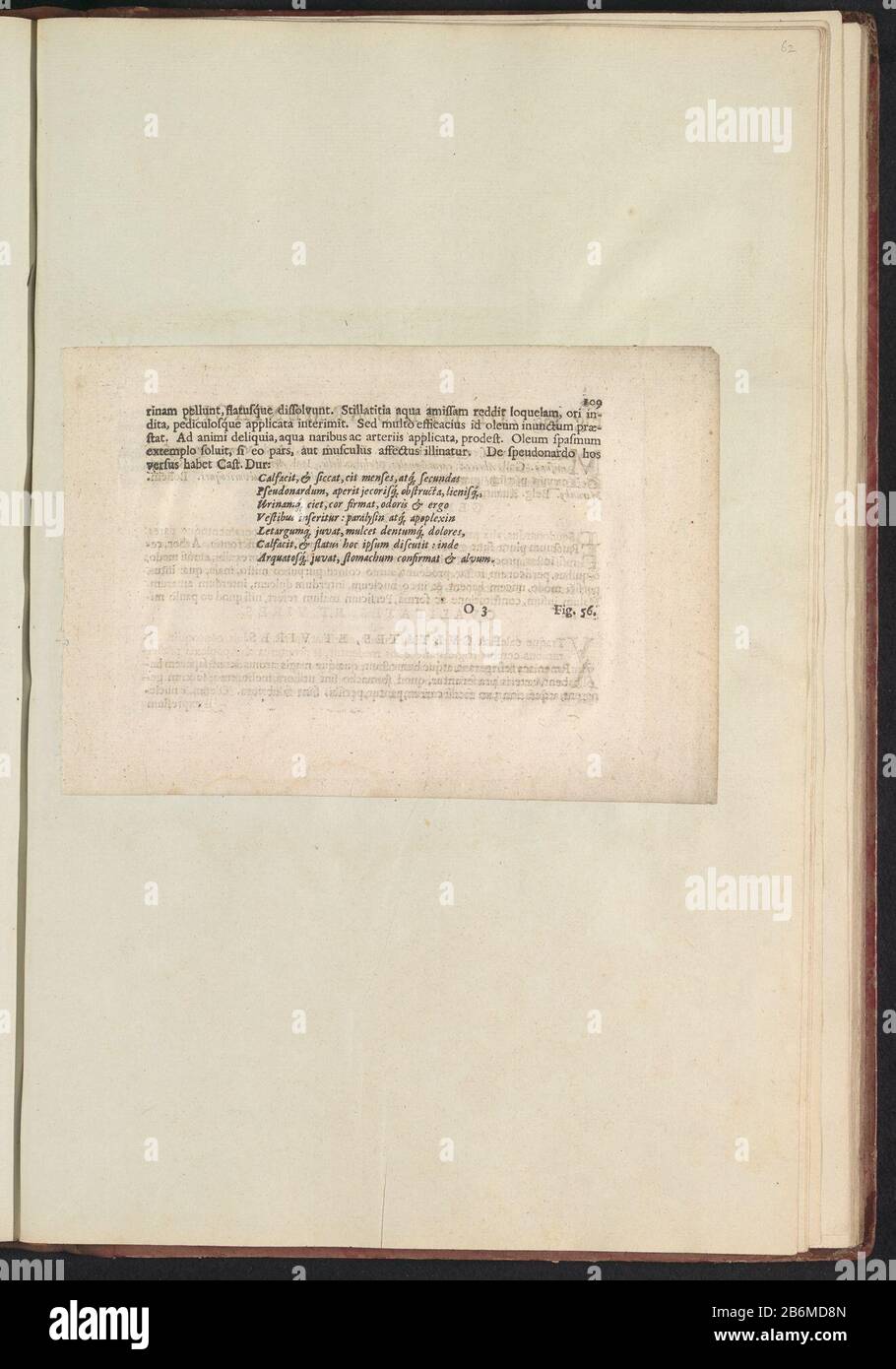 Fig. 55 'ne Lavendvla' dans de Boodts herbier van 1640 Beschrij bij Fig. 55 op p. 109 in: Anselmi Boëtii de Boot I.C. Brugensis & Rodolphi II Imp. Roman. Medici a cubiculis Florum, Herbarum, ac fructus selectiorum icones, & vires pleraeque hactenus ignotæ. Onderdeel van het album met bladen en plateau uit de Boodts herbier van 1640. Het twaalfde van twaalf albums met aquarellen van dieren, vogels en planten bekend rond 1600, gemaakt in opdracht van keizer Rudolf II Fabricant : schrijver: Anselmus Boëtius de BoodtPlaats fabrication: Brugge Dating: 1640 Physical kenmerken: Ingeplakt boekbl Banque D'Images