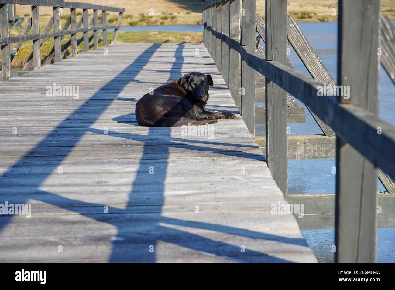 Le chien est allongé sur un poteau en bois près d'un lac gelé Banque D'Images