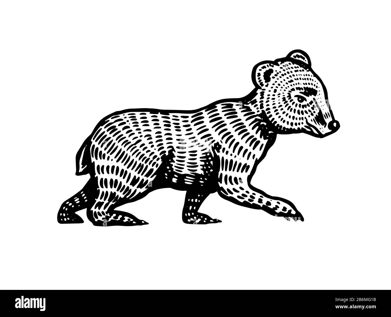 Bébé petit ours. Grizzli sauvage brun. Ancienne esquisse gravée à la main pour T-shirt, tatouage ou étiquette ou affiche. Vue latérale et avant. Vecteur Illustration de Vecteur